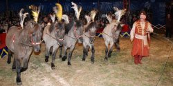 Magiczny �wiat Cyrku Arlekin w Elbl�gu – wygraj bilety