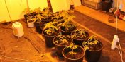 Plantacja marihuany w piwnicy