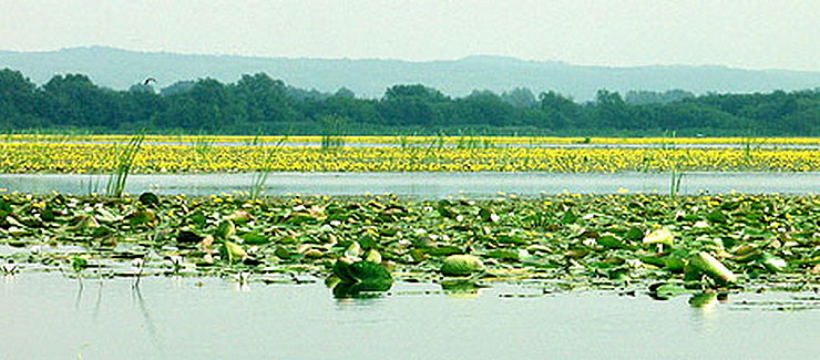 Katastrofa ekologiczna na jeziorze Druzno i rzece Wąskiej coraz bardziej tragiczna. Już ponad 1,5 tony martwych ryb