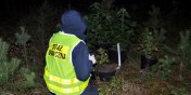 31-letni elblanin zatrzymany za upraw plantacji konopi w Stegnie. Groz mu 3 lata