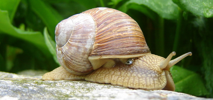 Elbląska firma chce produkować kosmetyki na bazie śluzu ze ślimaków