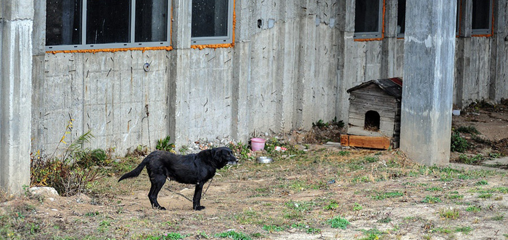 Ksiądz trzymał psa na łańcuchu pod gołym niebem. Przed interwencją OTOZ-u pozbył się go