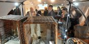 Archeolog dr Marek Jagodziski otrzyma odznaczenie Gloria Artis. Otworzono now wystaw w muzeum "Truso - legenda Batyku"