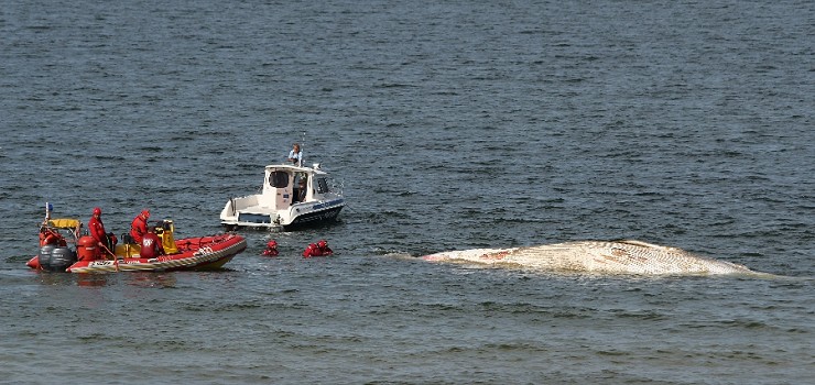 Wieloryb ze Stegny zosta odholowany do stacji badawczej na Helu (zobacz zdjcia)