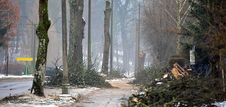 Na Marymonckiej pod topór poszły stare jesiony i kasztany. Dlaczego trzeba było je wyciąć?