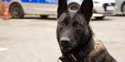 Rika - nowy pies w elblskiej policji. Bdzie wykrywa materiay wybuchowe