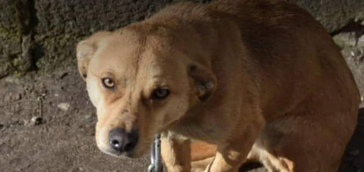 Wieki Marsz dla Zwierząt. Zerwijcie łańcuchy, odrzućcie weto!