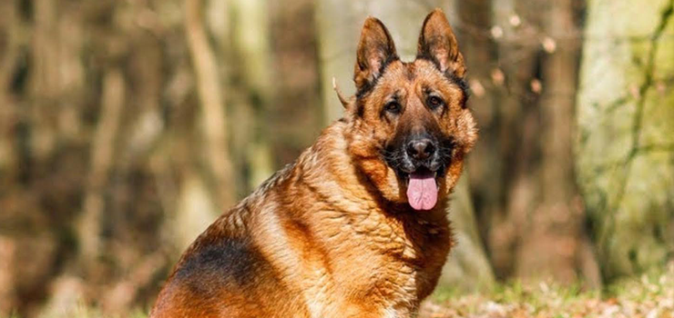 Szajen - harmonia, spokój i gracja