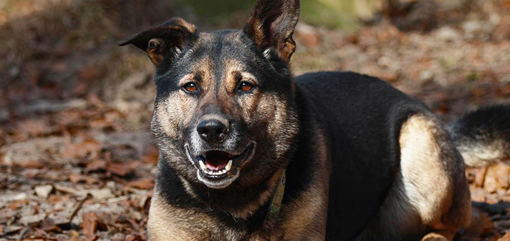 Te uszy, to bystre spojrzenie…PAT. Jakim cudem wciąż jest w schronisku?