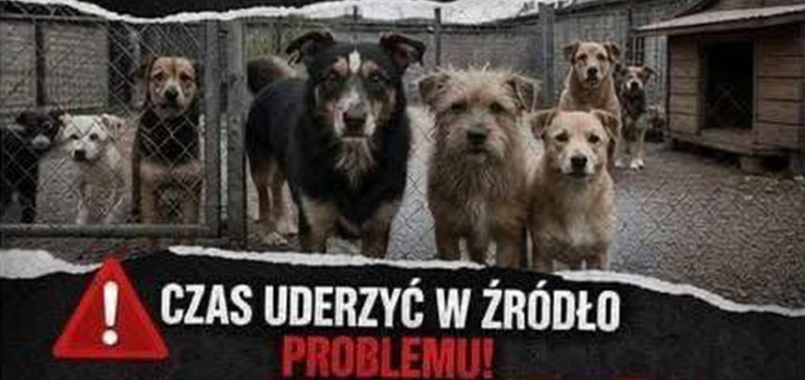 Nie rozmnażaj, nie mnóż nieszczęść! Kastracja i chipowanie – TERAZ!