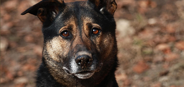 Belami, Rio, Bim, Pat oraz 120 innych psiaków, czeka w naszym schronisku na nowe, kochające domy!