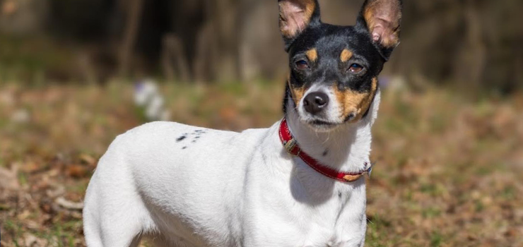 Brydzia wniesie do Twojego życia mnóstwo słońca!