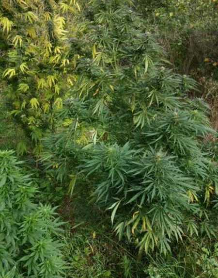 Zlikwidowali plantację konopi indyjskich