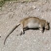 Szczury n�kaj� Og�ln�