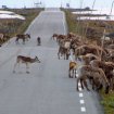 Czy Zarz�d Dr�g odpowiada za nieostro�nego dzika?