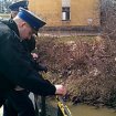 Szczury jak na wczasach - ci�g dalszy akcji Posesja 