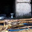 Ostatni dzie� akcji Posesja - Zawodzie