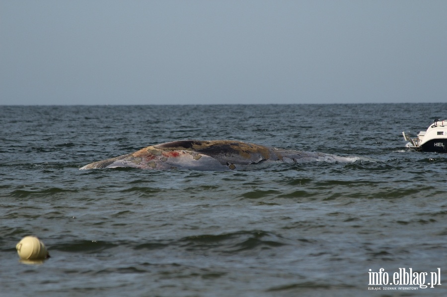 Holowanie wieloryba z play w Stegnie, fot. 8