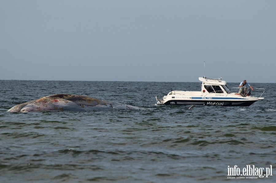 Holowanie wieloryba z play w Stegnie, fot. 9