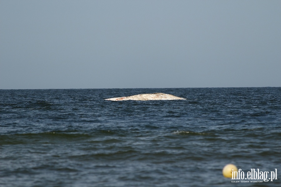 Holowanie wieloryba z play w Stegnie, fot. 12