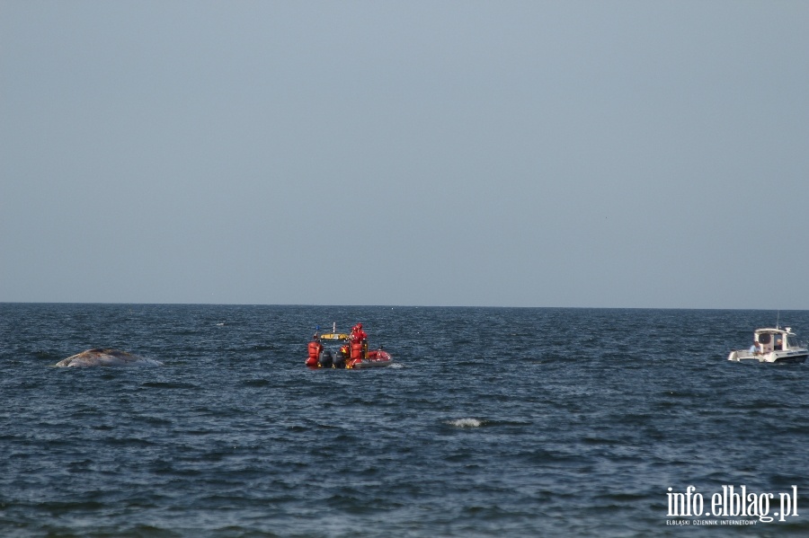 Holowanie wieloryba z play w Stegnie, fot. 14