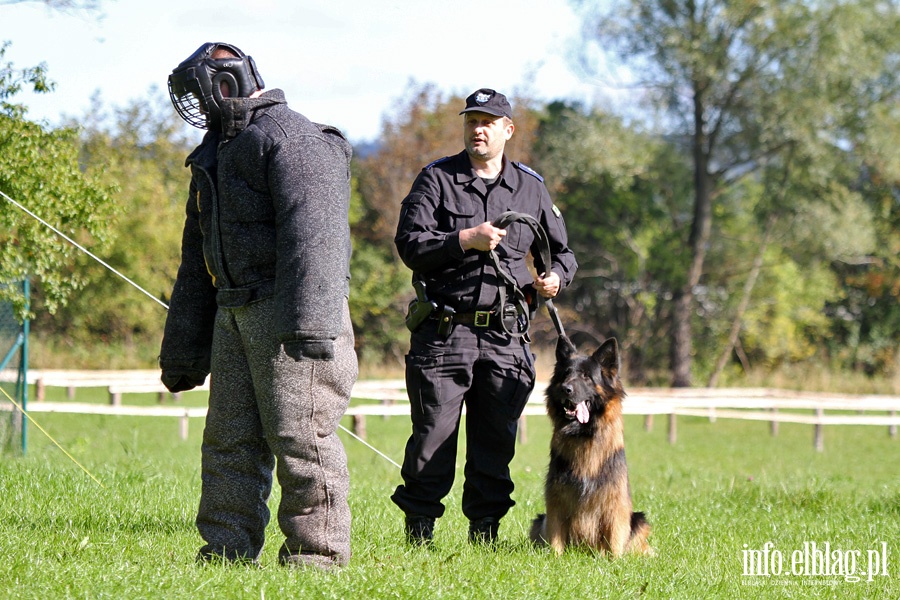 Atestacja policyjnych psw subowych, fot. 35