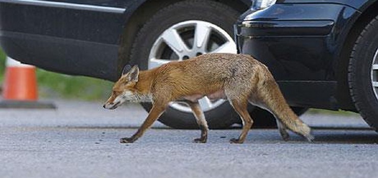 Ranne zwierzęta w mieście - gdzie zwrócić się o pomoc?