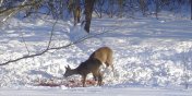 Godne - niegodne zwierzta lasu? Lenicy o dokarmianiu zim