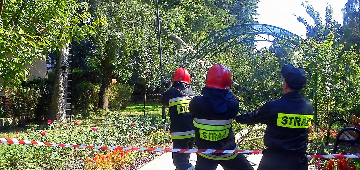 O krok od tragedii. W Parku Kajki odama si wielki konar drzewa