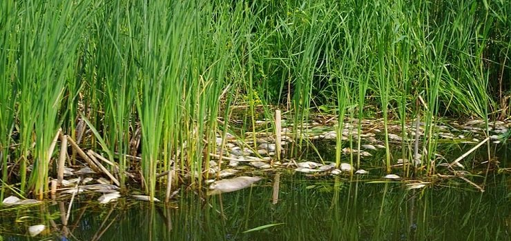 Jest opinia biegych ws. katastrofy ekologicznej na jeziorze Druzno