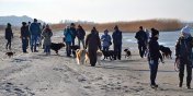 Mionicy zwierzt socjalizuj psy za pomoc... spacerw