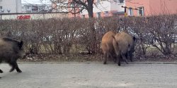 Jak si zachowa, gdy spotkamy na osiedlu dzika? Policja obala mity