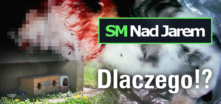 Były małe i bezbronne, zostały zagryzione na śmierć! Tragedia niewinnych zwierząt na Osiedlu Nad Jarem