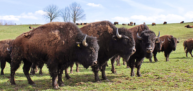 Amerykaskie bizony z okolic Elblga walcz o przetrwanie. Rzd chce je zlikwidowa, bo zagraaj ubrom