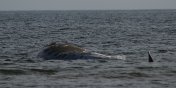 Martwy wieloryb osiad przy play w Stegnie. Zostanie odholowany do Helu