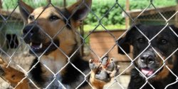 Mikoajki w elblskim schronisku. Na pomoc (w kadej postaci) czeka prawie 350 zwierzt 