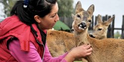 Sarny i jelenie na ulicach Elblga. "Zdarza si, e dziennie mamy po cztery interwencje"