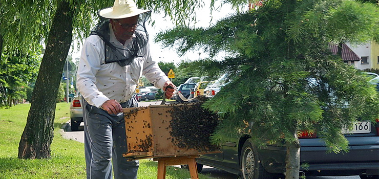 Trudny sezon w podelbląskich pasiekach odbije się na cenach miodu?