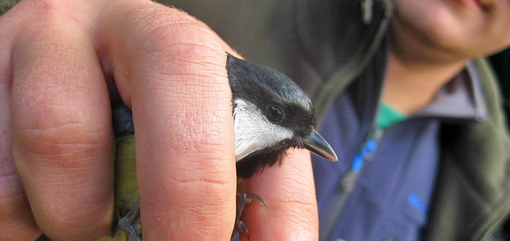 Zobacz niezwykły spektakl przyrody. Zapraszamy na Ptasi Piknik