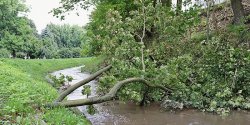 Przewrcio si niech ley? Elblskie parki jeszcze poczekaj na sprztanie po nawanicy