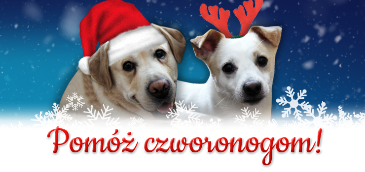 Pomóż czworonogom. Wylicytuj zestaw miejskich gadżeów