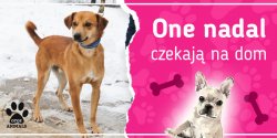 One nadal czekaj na dom: poznaj Kerdo, Lun, Noki, Robina, Rufusa i Zar