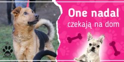 One nadal czekaj na dom: poznaj Brutusa, Dreda, Gaf, Her i Kajko