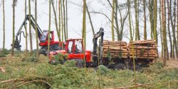 Wycinka na Mierzei Wilanej. Mieszkacy protestuj przeciw "dewastacji obszaru Natura 2000"