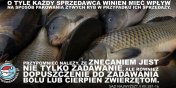 "Okrutny, przedwiteczny rytua". Nie wszystkie sieci zrezygnoway ze sprzeday ywych karpi