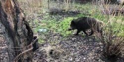 ASF dotar do Elblga. Martwe dziki znajdowane s na Modrzewinie, w Prchniku i Dbrowie 