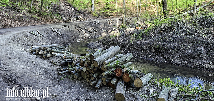 W Bażantarni wycięto kilkadziesiąt drzew. Ekolodzy alarmują, urzędnicy uspokajają