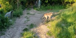 Interwencja nieopodal Elblga: Zgoszenie dotyczyo psa, ktry stoi bez budy, bez adnego schronienia