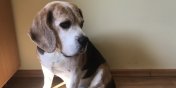 Zagin 11-letni piesek rasy Beagle (aktualizacja: piesek wrci do domu) 