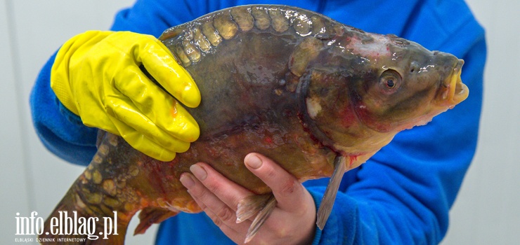 Ta tradycja nadal jest żywa? W sklepach sprzedających karpie będą kontrole